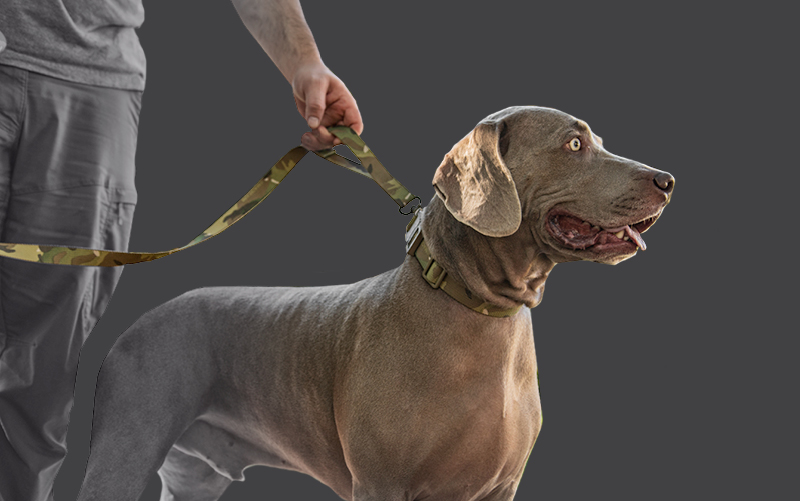 Camo Dog Collar and Leash Kit on Weimaraner