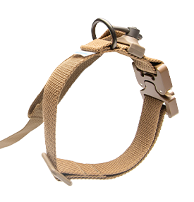Detail of leash attached to collar